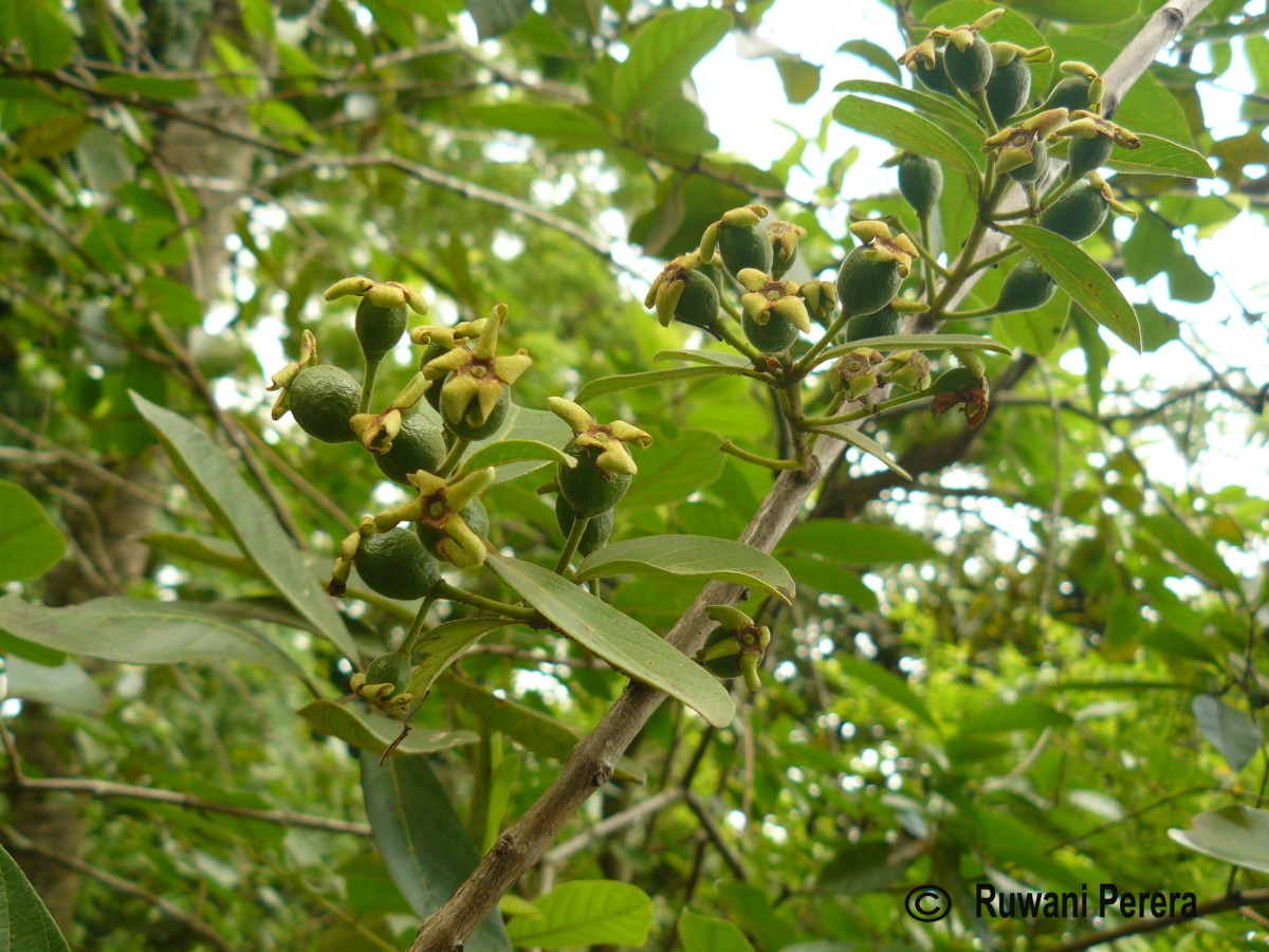 Psidium guineense Sw.